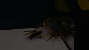 ЧТО БУДЕТ ЕСЛИ КРАБ И СКОРПИОН УВИДЯТ ДРУГ ДРУГА? ВЕРСУС КРАБА И СКОРПИОНА