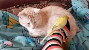 Ручной волнистый попугай Кеша. Дружит с кошкой. Часть 3.