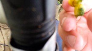 карп на хлеб "в прищип"(в прищипку и т п.)