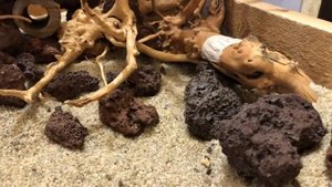 Коряги для аквариума ( корни азалии )