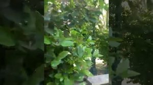 Парк на площади Даваки Афины Греция