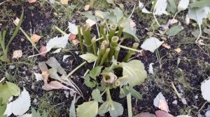 Подготовка цветов к зимовке. Монтбреция,ромашка,хризантема.