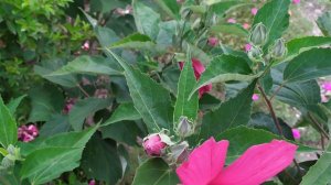 Травянистый гибискус,как за ним ухаживать?!