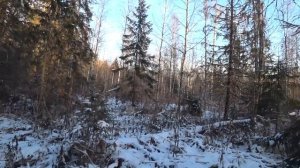 Идеальный арсенал оружия, какие пушки бы я купил для охоты и почему