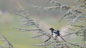 Canon SX70HS, 4K Video & Still Images