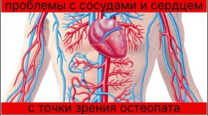 Проблемы с сосудами и сердцем, с точки зрения остеопата. #остеопатия #массаж #москва