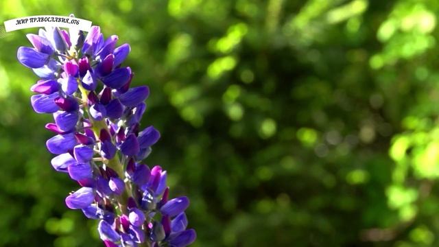 СИЛЬНАЯ МОЛИТВА,ИСЦЕЛЯЮЩИЕ ЗВУКИ,ЧИТАЮТ МОНАХИ.