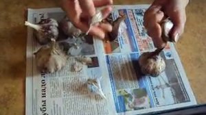 Как выбрать чеснок на посадку