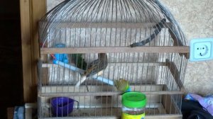 Пение краснодеревого кенара из города иваново