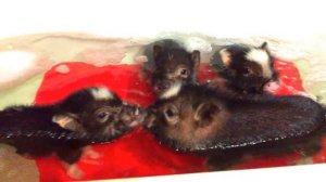 Mini Pig Bath Time.  Cute mini pigs in the bath.