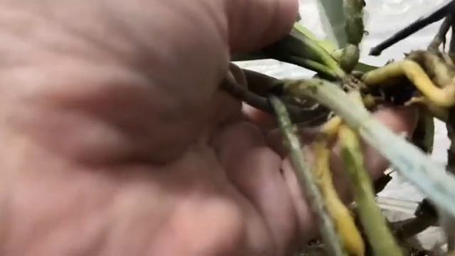 Пересаживаю новую Веноза-Валентини из мха и ворчу..на садовника на блогеровДикий котздоров!