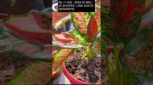 Jual Aglonema Online Ruby batik Dari Agro Farm Land