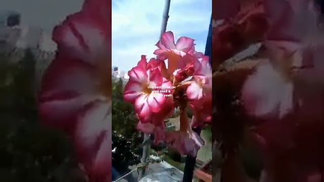 My Adenium plant  Full  Blooming