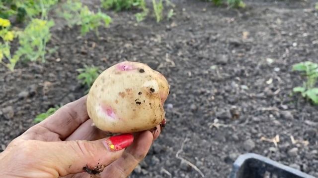 Этот сорт картофеля самый вкусный на молодую, найди этот сорт и выращивай для семьи смотреть онлайн