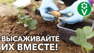 ЧЕСНОК И КЛУБНИКУ САЖАЙТЕ РЯДОМ – И РЕЗУЛЬТАТ ВАС УДИВИТ! Плюсы совместной посадки!