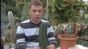 Черенкование кактусов