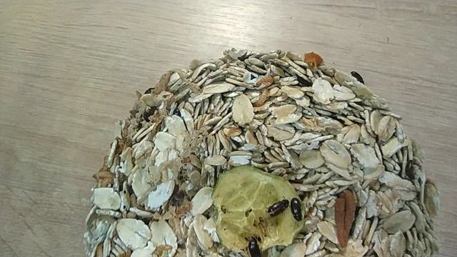 Жук знахарь – кормовая культура для муравьёв. смотреть онлайн