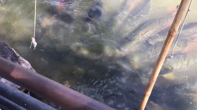 Рыбалка в Тайланде 😁 смотреть онлайн