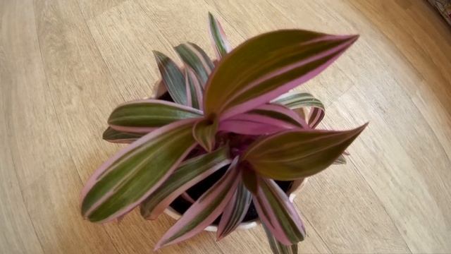 Рео (Rhoeo) - близкий родственник традесканции, травянистый корневищный многолетник смотреть онлайн