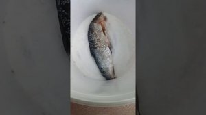 солим рыбку сырок колодкой *новопатрушева*