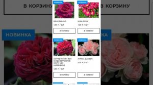 Питомник, в котором нет пересорта! Olga-rozi.ru ???