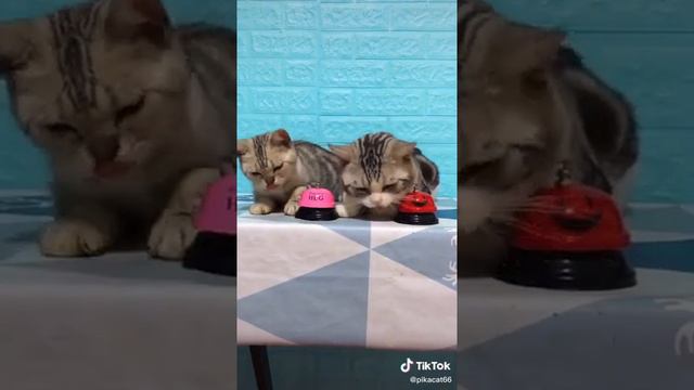 умные коты