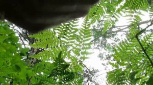 в лес по грибы