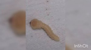 Радужная кипарисовая златка 
Новый инвазивный вредитель юга Украины Lamprodila (Palmar) festiva