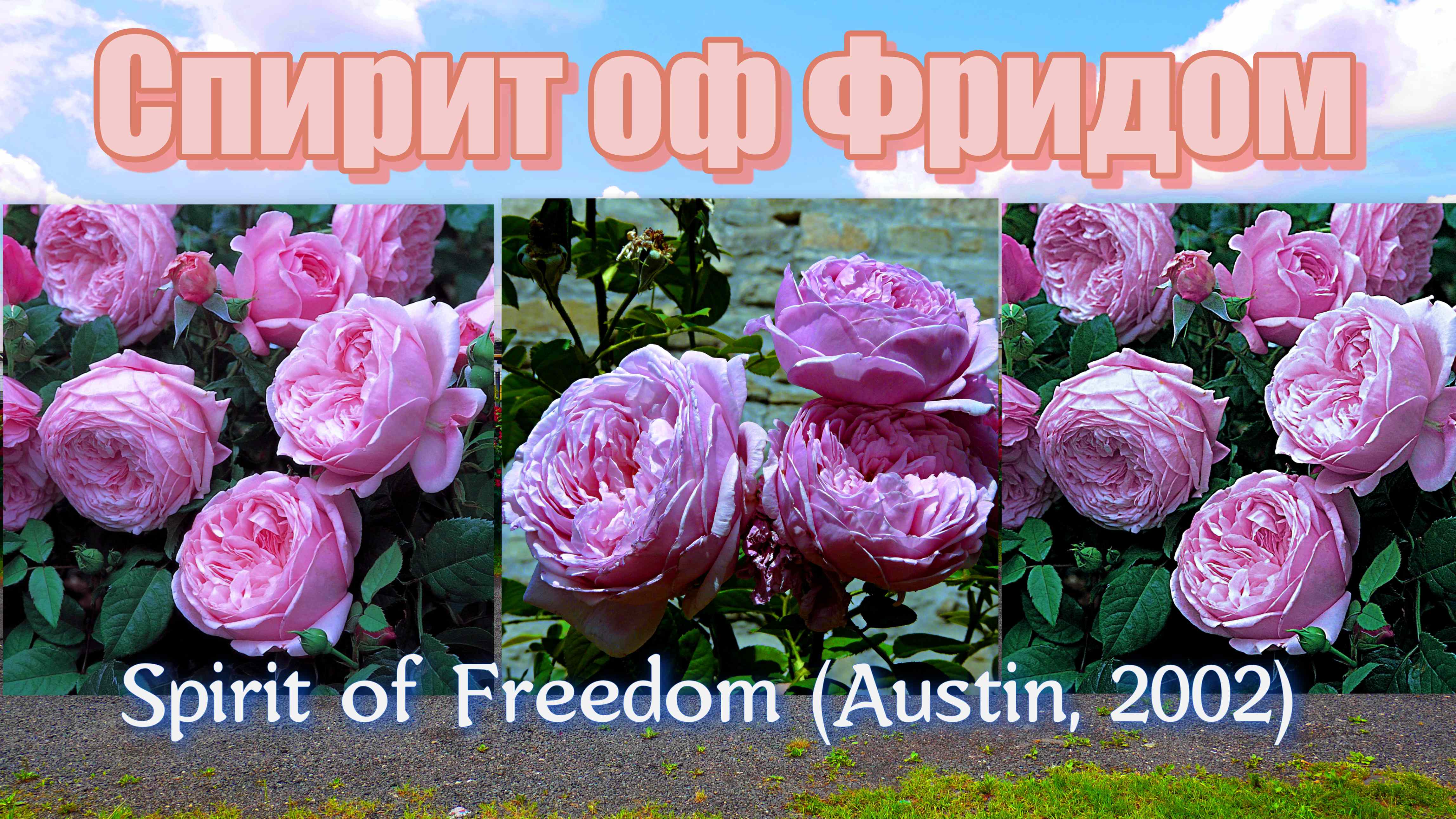 Роза Спирит оф Фридом (Английская) - Spirit of Freedom (Austin, 2002)