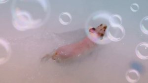 Плавающая морская свинка скинни Женуарий