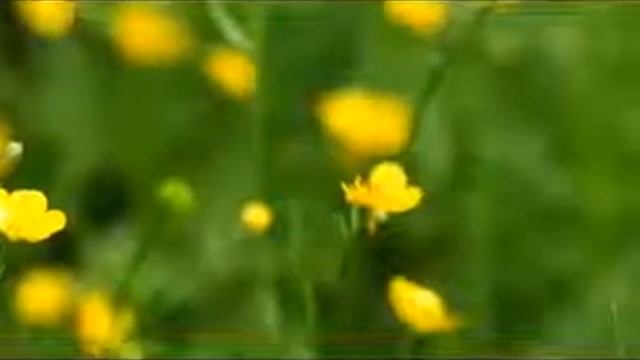 Выбираем многолетние цветы в саду и на даче видео