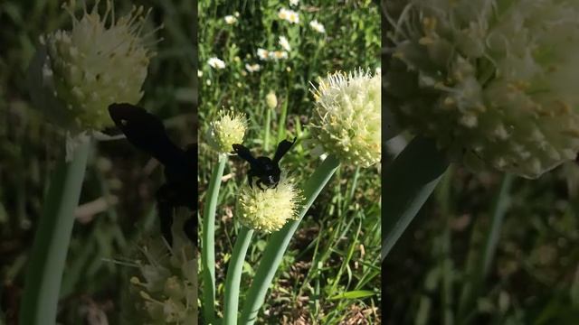 Что за зверь? Как оказалась - краснокнижная пчела-плотник! смотреть онлайн