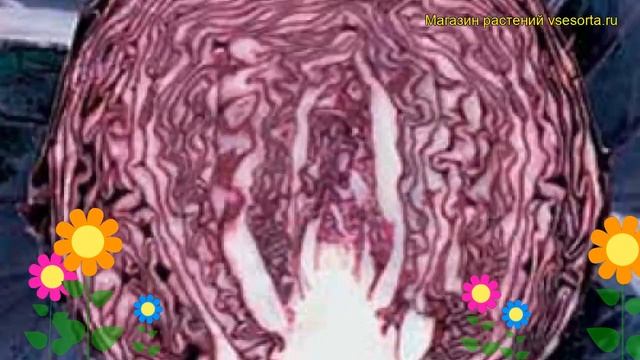 Капуста краснокочанная Редма. Краткий обзор, описание характеристик, где купить саженцы Redma смотреть онлайн