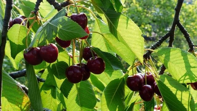 Черешня польза и вред для здоровья.