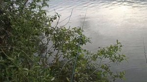 рыбалка в конце мая.ловля плотвы на пруду на маховую удочку.