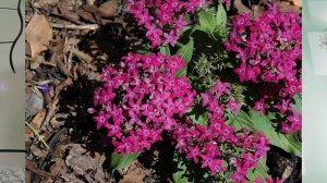 СЕЕМ ПЕНТАС  КОМНАТНЫЙ КРАСАВЕЦ,