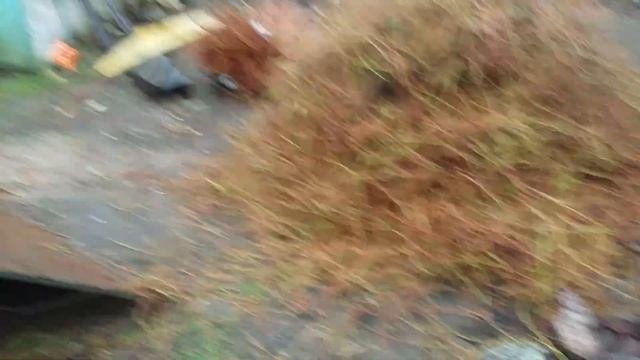 Принудительный бетоносмеситель .сборка.голубика сортировка черенков.