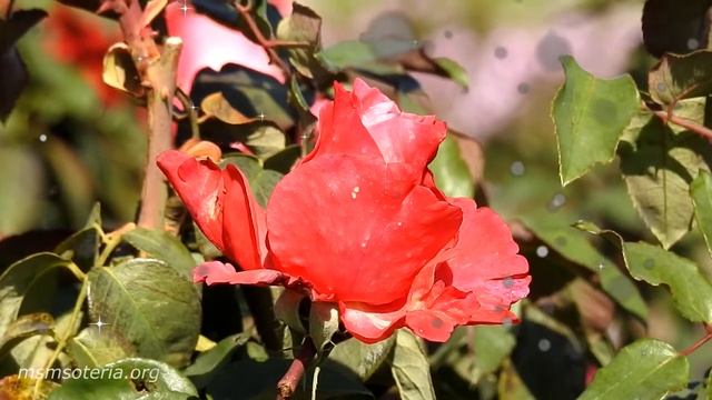 ? Стихи о Маме. Трогательные СТИХИ про Маму до Слез