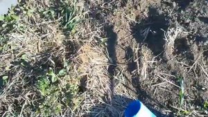 Посадка томатов в природном земледелии.