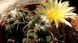 Coryphantha bumamma (Cactus)