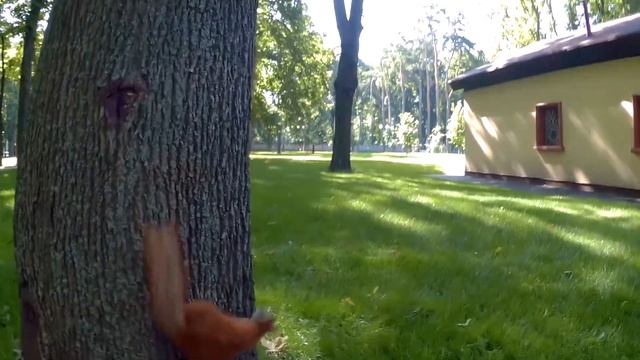 Белки в Парке Горького Squirrel in Kharkiv City Park Summer 2017 смотреть онлайн