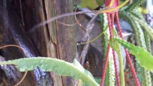 Waterfall over air plant