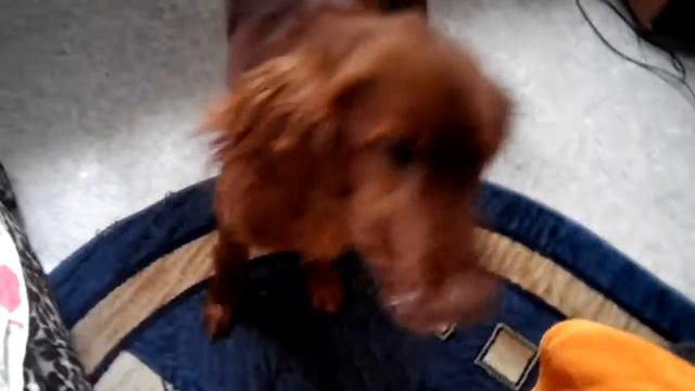 Сила воли Ирландского сеттера Strength of will irish setter