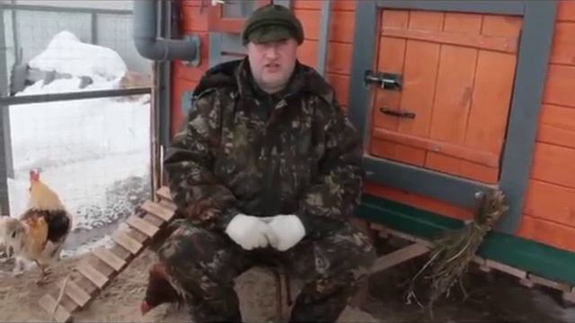 Деревенская наседка - лучший инкубатор для начинающего птицевода.