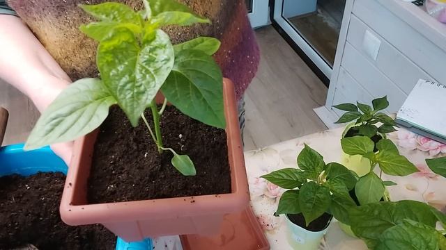 Перевалка рассады острого перца в больший объём. 26 января. смотреть онлайн