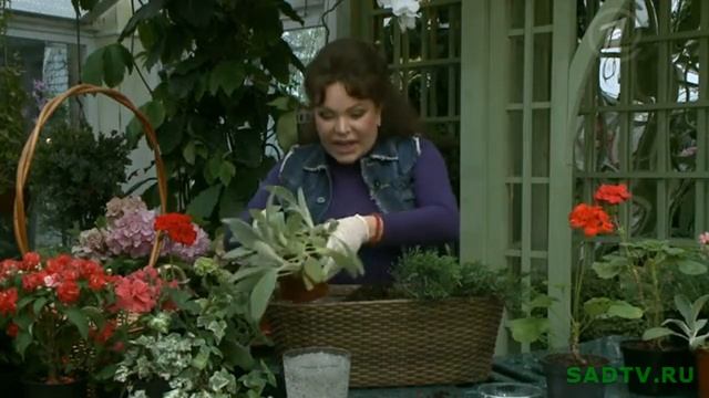 Композиция из цветов / Долгоцветущая композиция на всё лето смотреть онлайн