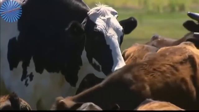 САМАЯ БОЛЬШАЯ КОРОВА В МИРЕ ! СКОЛЬКО ЖЕ ОНА ВЕСИТ? / ГИГАНТСКАЯ КОРОВА / ОГРОМНАЯ КОРОВА смотреть онлайн