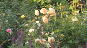 Английские розы в Сибирском саду. Молинью и Шарлотта.