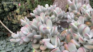 5 Suculentas fascinantes del género Cotyledon