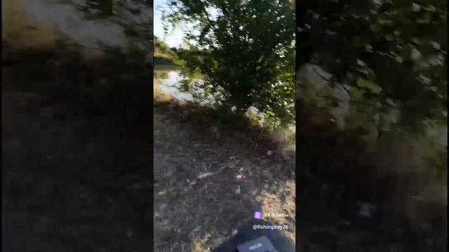 хороший улов карпа
